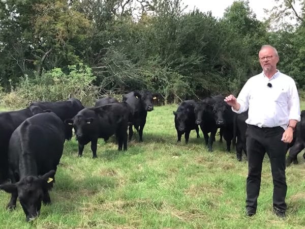 Cows - a field full of cows with Robert Llewellyn