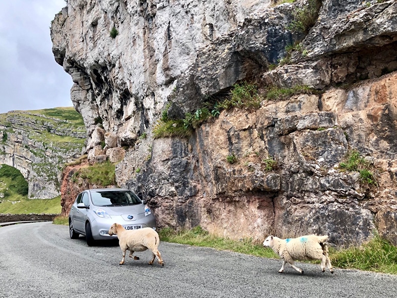 Fun fact: reduced noise from EVs leads to closer encounters with nature